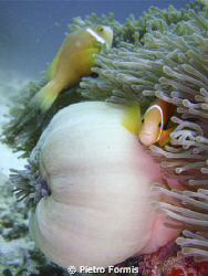 Anemone fishes at Male south atholl maldives - shot with ... by Pietro Formis 